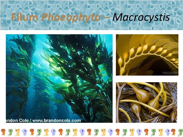 Filum Phaeophyta – Macrocystis 