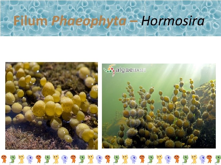 Filum Phaeophyta – Hormosira 