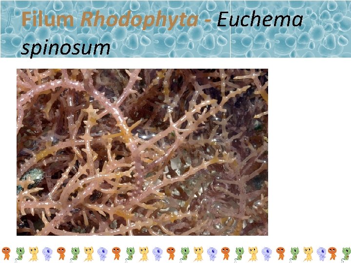 Filum Rhodophyta - Euchema spinosum 