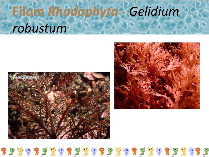 Filum Rhodophyta - Gelidium robustum 