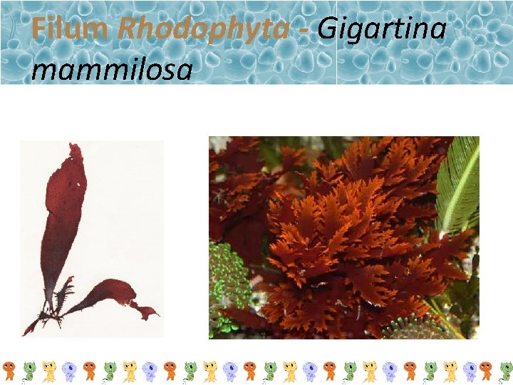 Filum Rhodophyta - Gigartina mammilosa 