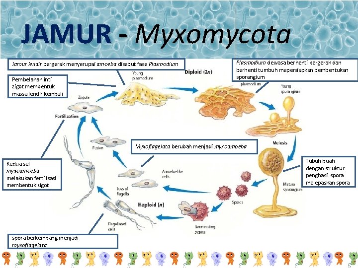 JAMUR - Myxomycota Jamur lendir bergerak menyerupai amoeba disebut fase Plasmodium Pembelahan inti zigot