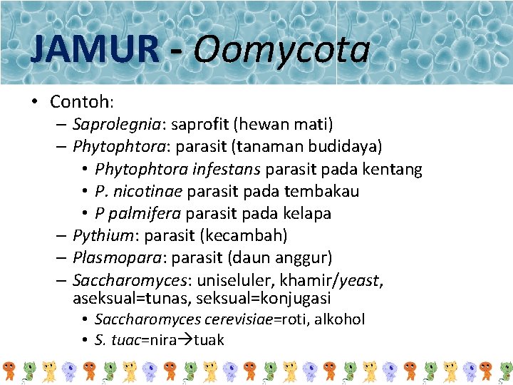 Oomycota contoh Oomycota (Jamur