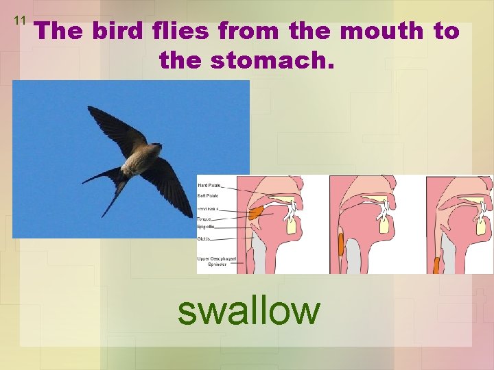 11 The bird flies from the mouth to the stomach. swallow 