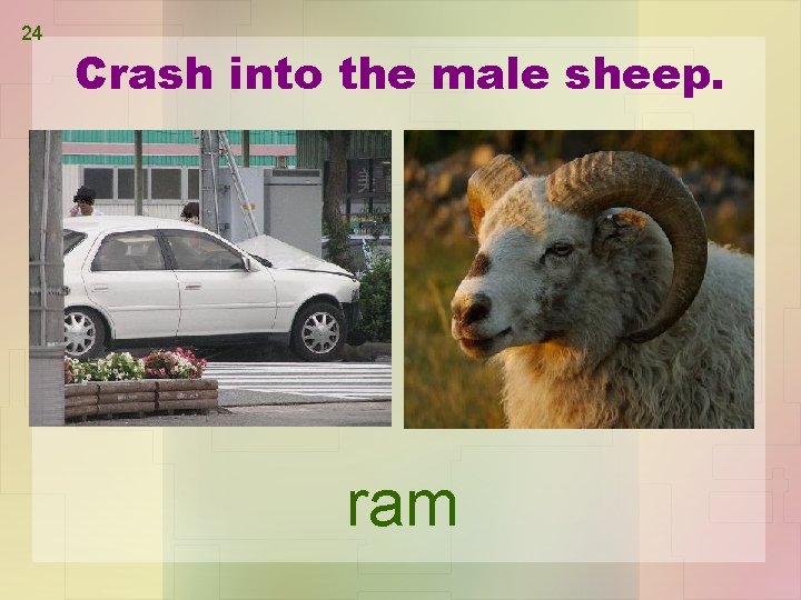 24 Crash into the male sheep. ram 