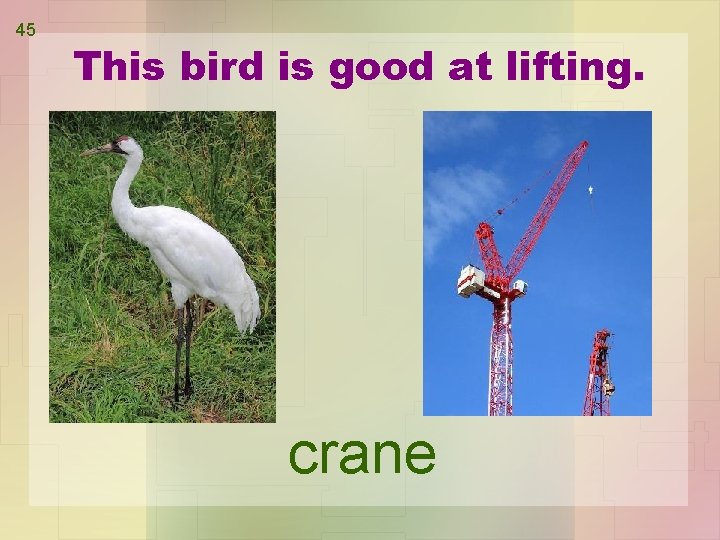 45 This bird is good at lifting. crane 