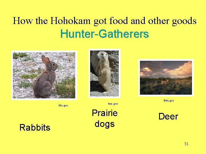 How the Hohokam got food and other goods Hunter-Gatherers Mo. gov Rabbits fws. gov