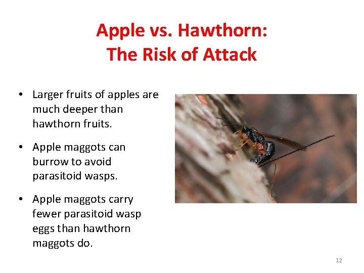 Apple vs. Hawthorn: The Risk of Attack • Larger fruits of apples are much