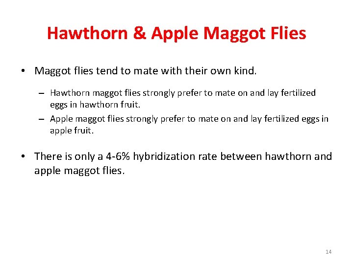 Hawthorn & Apple Maggot Flies • Maggot flies tend to mate with their own