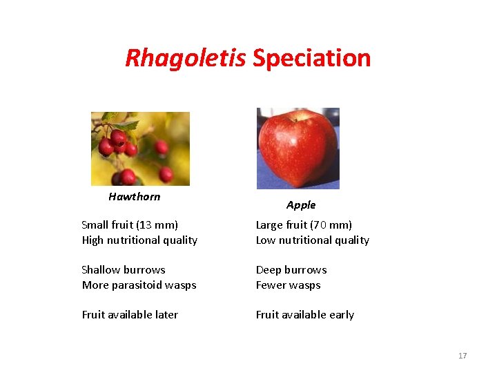 Rhagoletis Speciation Hawthorn Apple Small fruit (13 mm) High nutritional quality Large fruit (70