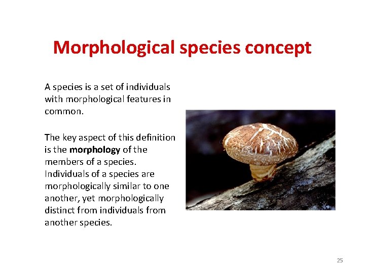Morphological species concept A species is a set of individuals with morphological features in