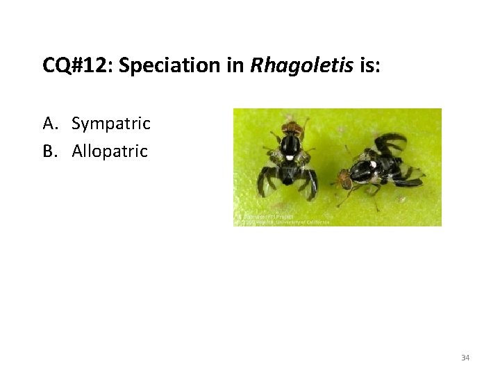 CQ#12: Speciation in Rhagoletis is: A. Sympatric B. Allopatric 34 
