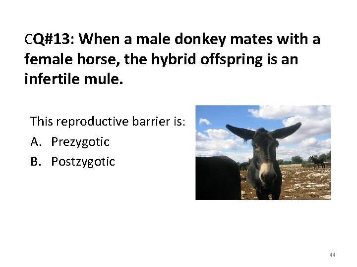 CQ#13: When a male donkey mates with a female horse, the hybrid offspring is