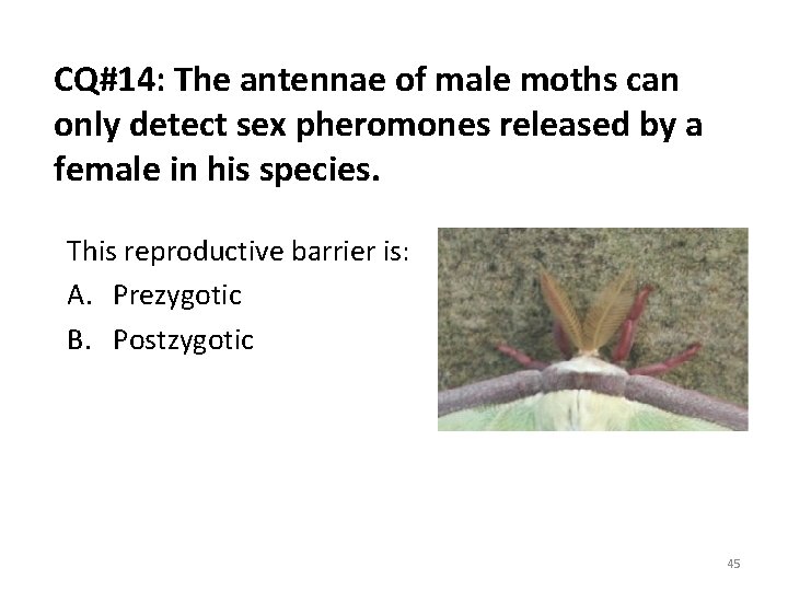 CQ#14: The antennae of male moths can only detect sex pheromones released by a