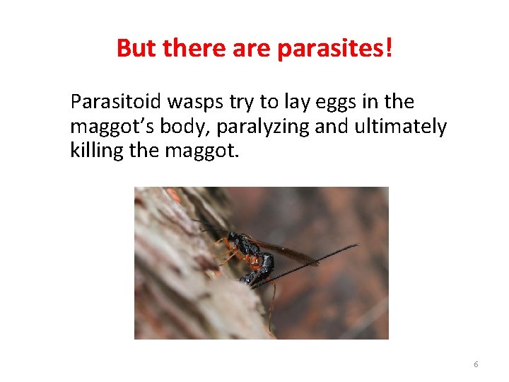 But there are parasites! Parasitoid wasps try to lay eggs in the maggot’s body,