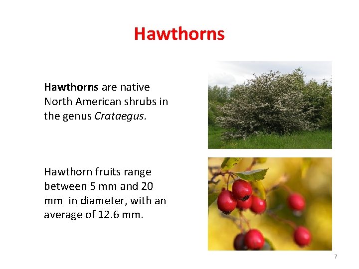 Hawthorns are native North American shrubs in the genus Crataegus. Hawthorn fruits range between