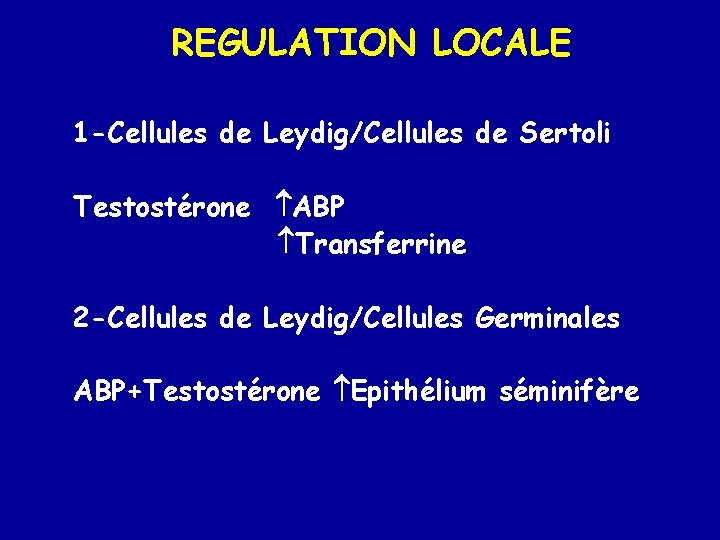 REGULATION LOCALE 1 -Cellules de Leydig/Cellules de Sertoli Testostérone ABP Transferrine 2 -Cellules de