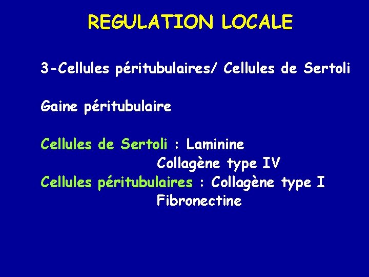 REGULATION LOCALE 3 -Cellules péritubulaires/ Cellules de Sertoli Gaine péritubulaire Cellules de Sertoli :