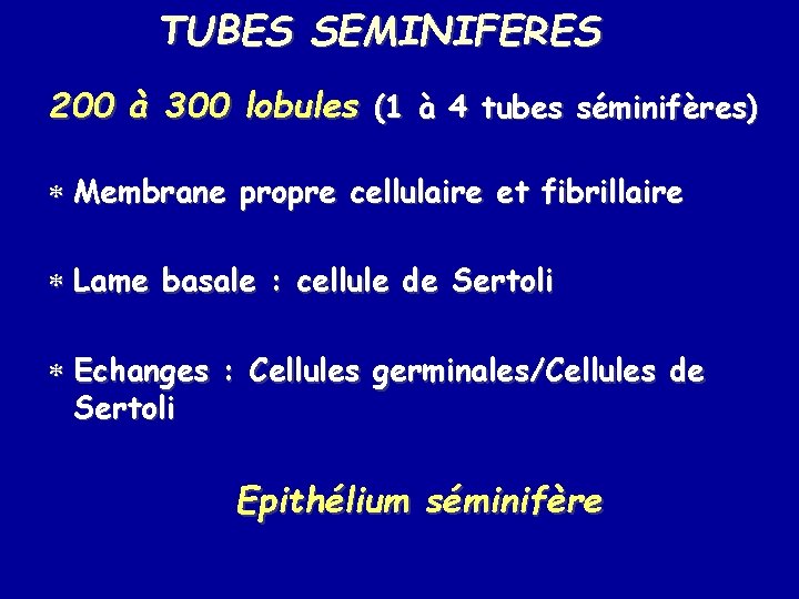 TUBES SEMINIFERES 200 à 300 lobules (1 à 4 tubes séminifères) * Membrane propre