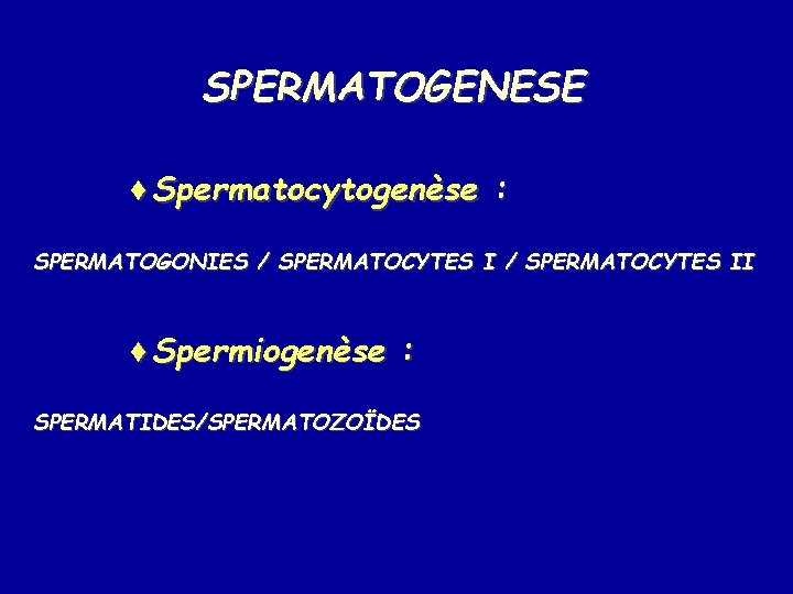 SPERMATOGENESE ¨Spermatocytogenèse : SPERMATOGONIES / SPERMATOCYTES II ¨Spermiogenèse : SPERMATIDES/SPERMATOZOÏDES 