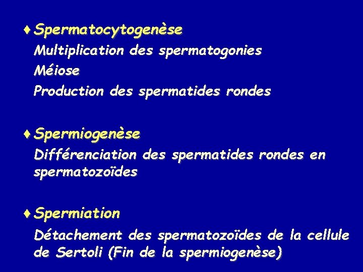 ¨Spermatocytogenèse Multiplication des spermatogonies Méiose Production des spermatides rondes ¨Spermiogenèse Différenciation des spermatides rondes