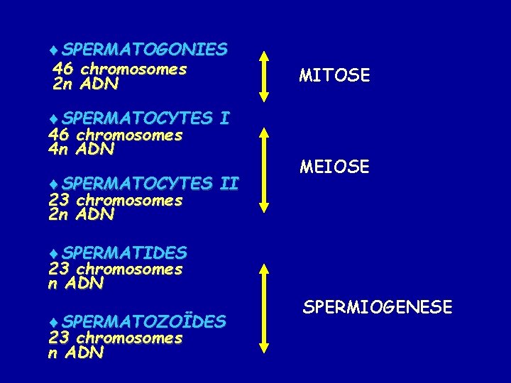 ¨SPERMATOGONIES 46 chromosomes 2 n ADN ¨SPERMATOCYTES I 46 chromosomes 4 n ADN ¨SPERMATOCYTES