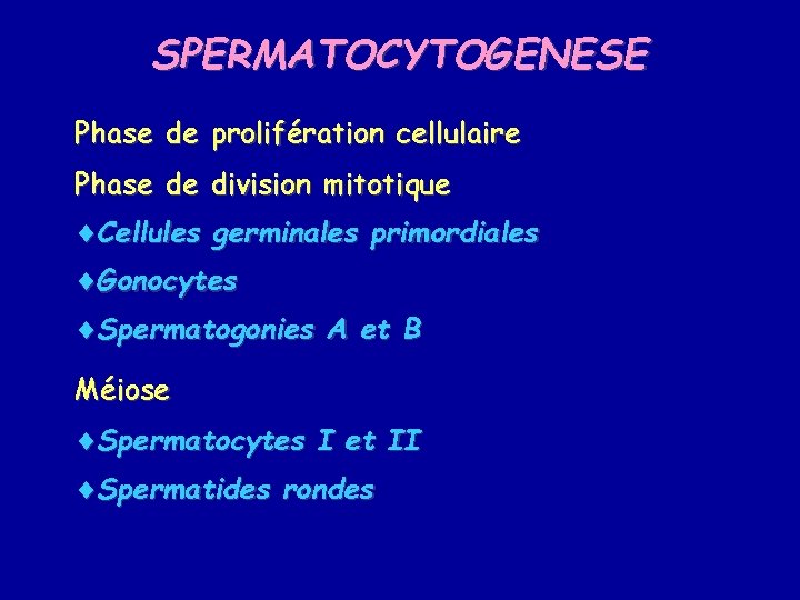 SPERMATOCYTOGENESE Phase de prolifération cellulaire Phase de division mitotique ¨Cellules germinales primordiales ¨Gonocytes ¨Spermatogonies