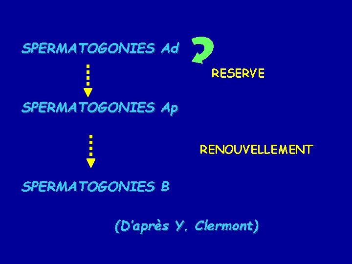 SPERMATOGONIES Ad RESERVE SPERMATOGONIES Ap RENOUVELLEMENT SPERMATOGONIES B (D’après Y. Clermont) 