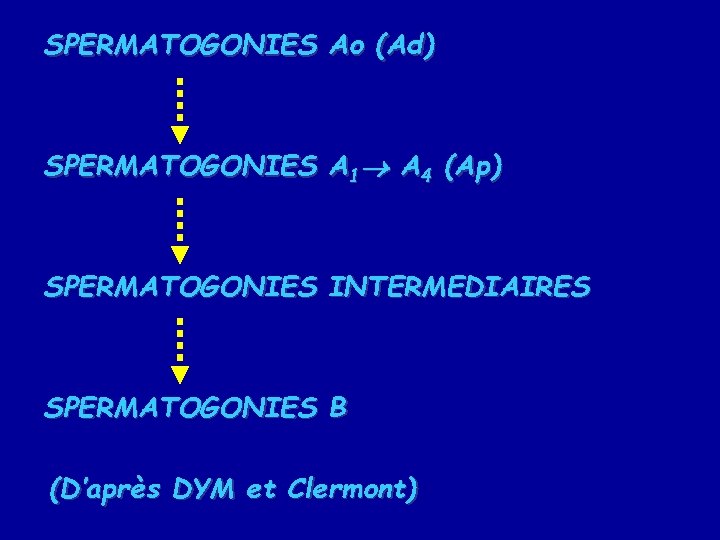 SPERMATOGONIES Ao (Ad) SPERMATOGONIES A 1 A 4 (Ap) SPERMATOGONIES INTERMEDIAIRES SPERMATOGONIES B (D’après