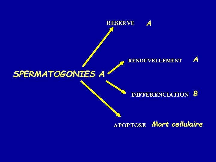 RESERVE A RENOUVELLEMENT A SPERMATOGONIES A DIFFERENCIATION APOPTOSE B Mort cellulaire 