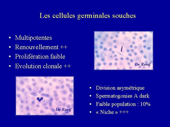Les cellules germinales souches • • Multipotentes Renouvellement ++ Prolifération faible Evolution clonale ++