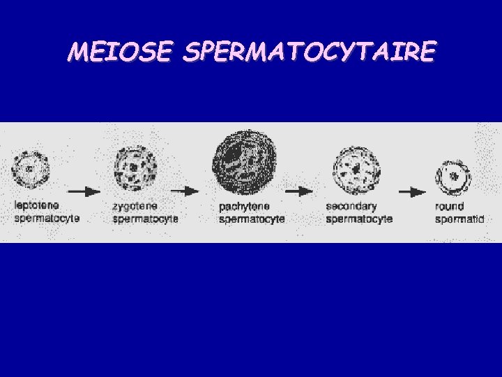 MEIOSE SPERMATOCYTAIRE 