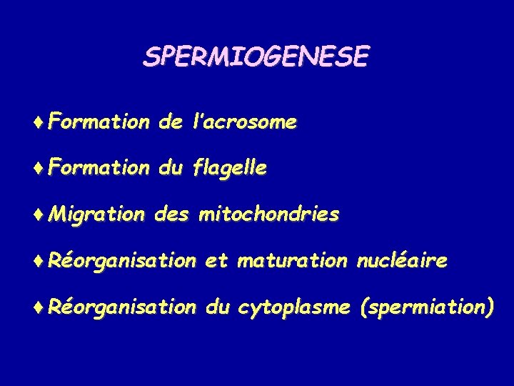 SPERMIOGENESE ¨Formation de l’acrosome ¨Formation du flagelle ¨Migration des mitochondries ¨Réorganisation et maturation nucléaire