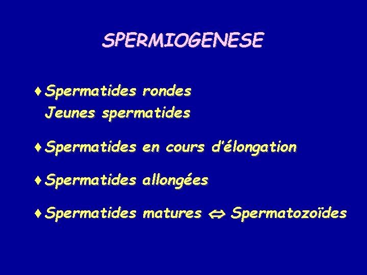 SPERMIOGENESE ¨Spermatides rondes Jeunes spermatides ¨Spermatides en cours d’élongation ¨Spermatides allongées ¨Spermatides matures Spermatozoïdes