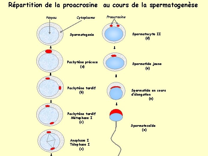 Répartition de la proacrosine au cours de la spermatogenèse Noyau Cytoplasme Proacrosine Spermatogonie Spermatocyte