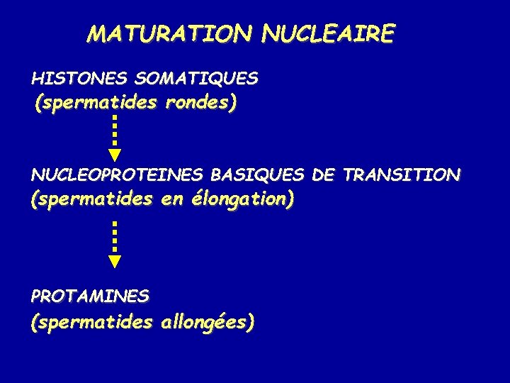 MATURATION NUCLEAIRE HISTONES SOMATIQUES (spermatides rondes) NUCLEOPROTEINES BASIQUES DE TRANSITION (spermatides en élongation) PROTAMINES