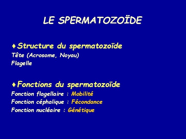 LE SPERMATOZOÏDE ¨Structure du spermatozoïde Tête (Acrosome, Noyau) Flagelle ¨Fonctions du spermatozoïde Fonction flagellaire