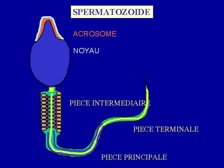 SPERMATOZOIDE ACROSOME NOYAU PIECE INTERMEDIAIRE PIECE TERMINALE PIECE PRINCIPALE 