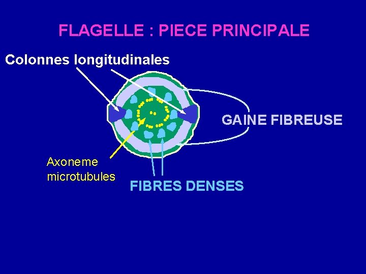 FLAGELLE : PIECE PRINCIPALE Colonnes longitudinales GAINE FIBREUSE Axoneme microtubules FIBRES DENSES 