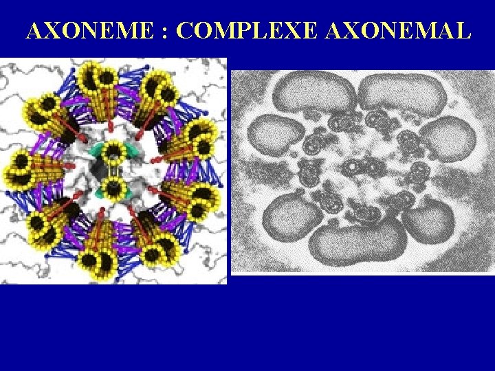 AXONEME : COMPLEXE AXONEMAL 