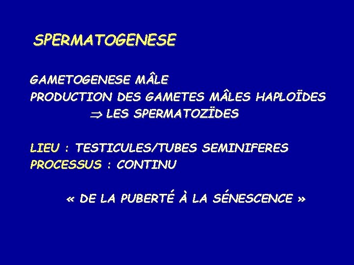 SPERMATOGENESE GAMETOGENESE M LE PRODUCTION DES GAMETES M LES HAPLOÏDES LES SPERMATOZÏDES LIEU :