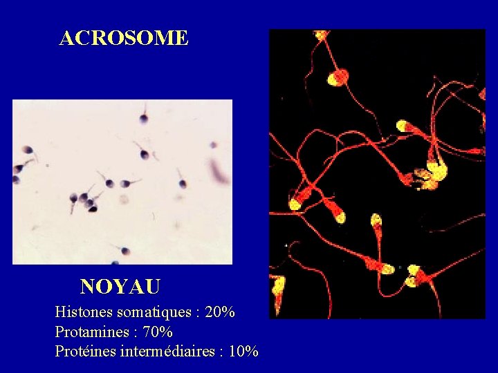 ACROSOME NOYAU Histones somatiques : 20% Protamines : 70% Protéines intermédiaires : 10% 