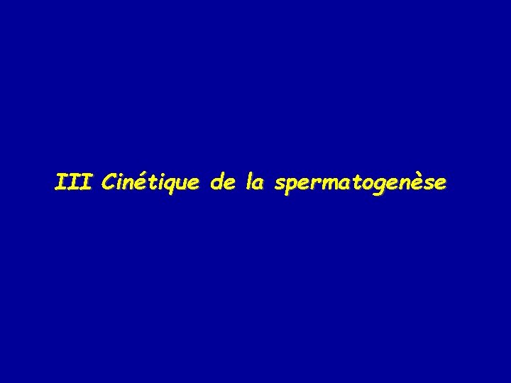 III Cinétique de la spermatogenèse 