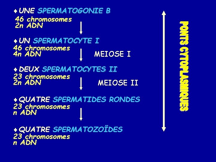 ¨UNE SPERMATOGONIE B 46 chromosomes 2 n ADN ¨UN SPERMATOCYTE I 46 chromosomes 4