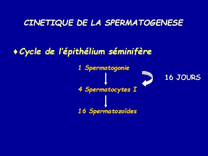 CINETIQUE DE LA SPERMATOGENESE ¨Cycle de l’épithélium séminifère 1 Spermatogonie 16 JOURS 4 Spermatocytes