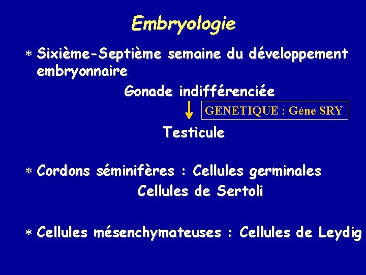 Embryologie * Sixième-Septième semaine du développement embryonnaire Gonade indifférenciée GENETIQUE : Gène SRY Testicule