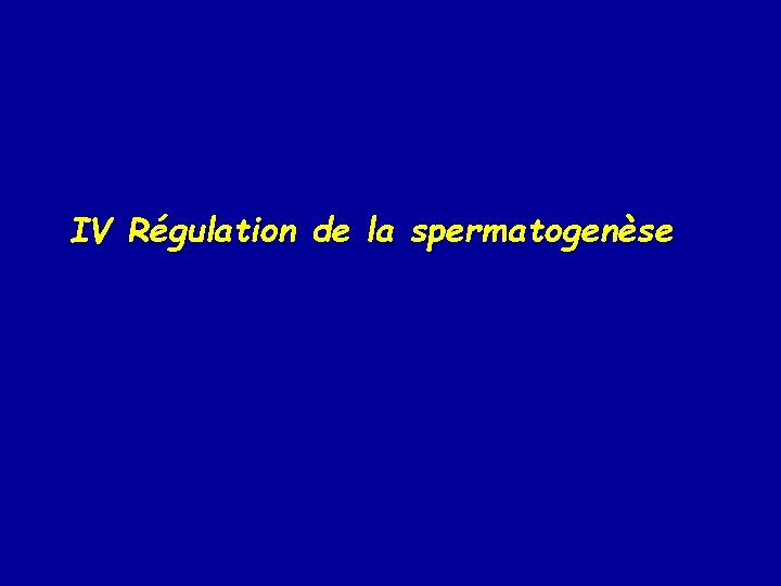 IV Régulation de la spermatogenèse 