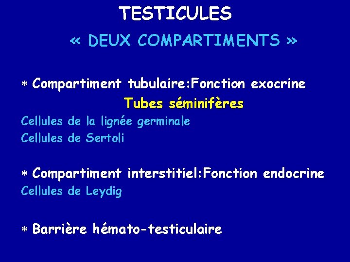 TESTICULES « DEUX COMPARTIMENTS » * Compartiment tubulaire: Fonction exocrine Tubes séminifères Cellules de