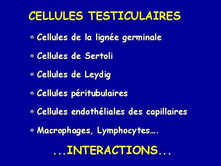 CELLULES TESTICULAIRES * Cellules de la lignée germinale * Cellules de Sertoli * Cellules