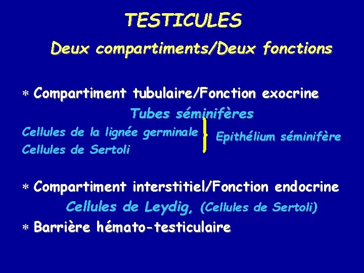 TESTICULES Deux compartiments/Deux fonctions * Compartiment tubulaire/Fonction exocrine Tubes séminifères Cellules de la lignée